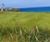 MM13 grass seed mixture for golf tees, fairways and roughs 0