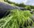 Greenlok™ - vegetated wall system 2