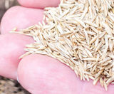 Harrowden & DLF join forces in dramatic seed selling partnership - on this page