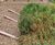 Reedbeds surpass increased CSO/stormwater standards at Sleaford 1
