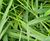 Reedbeds surpass increased CSO/stormwater standards at Sleaford 3
