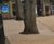 Resin Bound Tree Pit Surfacing 5
