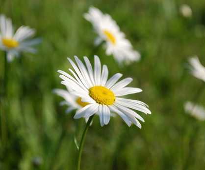 Wildflower plugs for acid soil