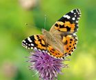 Clay Soil Meadow Mix - native wildflowers and grasses seed mix