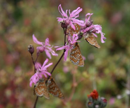 Wildflower plugs for clay soil