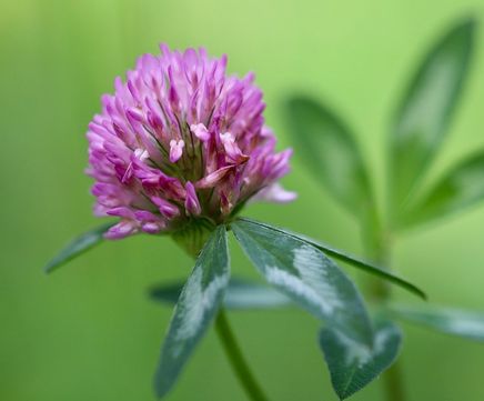 Wildflower-only perennial seed mix