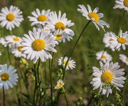 General-purpose wildflower mix for meadows