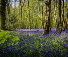 Wildflower plugs for woodland and shaded areas