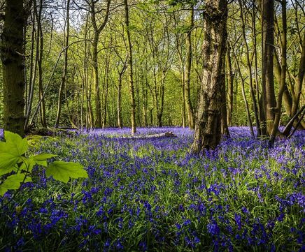 Wildflower plugs for woodland and shaded areas