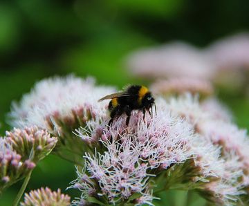 Wildflower plugs for wildlife in wet and dry areas