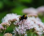 Wildflower plugs for wildlife in wet and dry areas