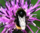 Wildlife Haven Harmony wildflower plugs