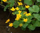 Wildflower plugs for wet areas