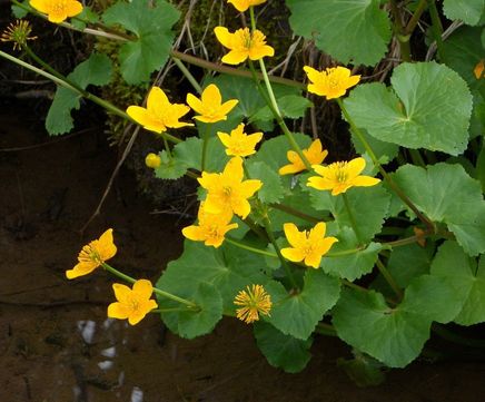 Wildflower plugs for wet areas