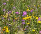 Wildflower plugs for sunny areas