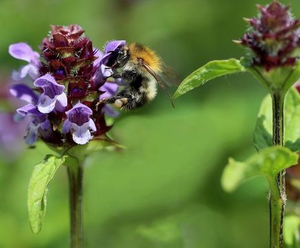 Wildflower plugs for attracting bees