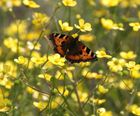 Wildflower plugs for attracting butterflies