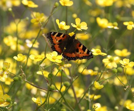 Wildflower plugs for attracting butterflies