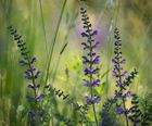 Nature's Classroom Mix wildflower plugs for schools