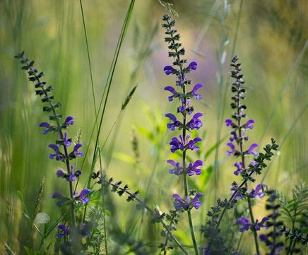 Nature's Classroom Mix wildflower plugs for schools