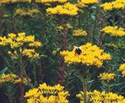 Wildflower plugs for sandy soil