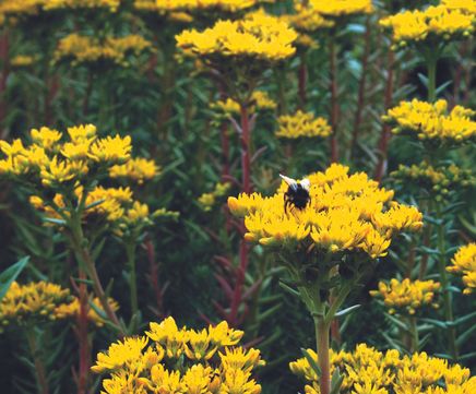 Wildflower plugs for sandy soil
