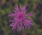 Wildflower plugs for loamy soil