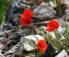 Wildflower plugs for rockeries and paved areas