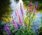 Wildflower plugs for pond margins