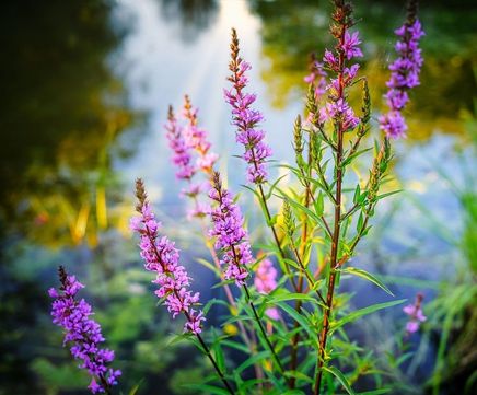 Wildflower plugs for pond margins
