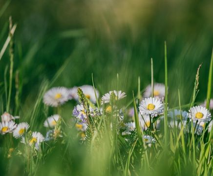 Wildflower plugs for lawns