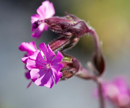 Wildflower plugs for hedgerows and partly-shaded areas