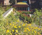 Wildflower plugs for green roofs