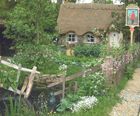 Wildflower plugs for cottage gardens
