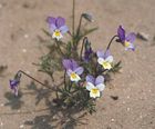 Wildflower plugs for coastal areas