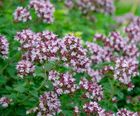 Wildflower plugs for chalk / limestone areas