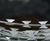 Barbed tape and wire wall / fence / gate topping 4
