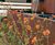 Rustic Water Feature and Planters for Rachel Bailey Garden Design 0