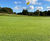 Grass seed provides consistency for golf club fairways and greens 1
