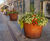 Shrubtubs Conical 3