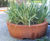 Shrubtubs Conical 2