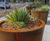 Shrubtubs Conical 1
