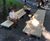 Brooklyn Commons MetroTech revitalised into a thriving urban hub 6