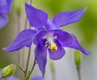 Shade tolerant Wildflowers (9 pots)