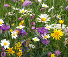 Native British general-purpose 100% wildflower seed mix (no grass)