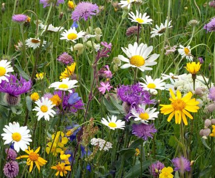 Native British general-purpose 100% wildflower seed mix (no grass)