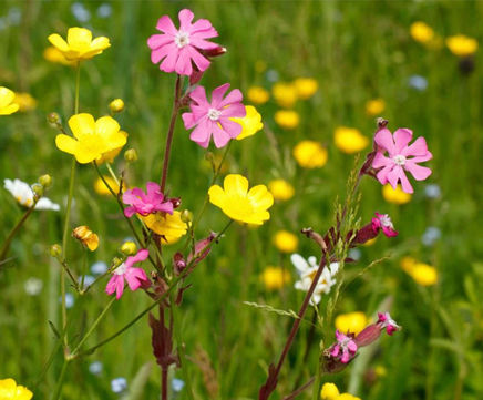 MW5 Clay Soils Seed Mixture (100% Wildflowers)