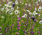 MW2 Acidic Soils Seed Mixture (100% Wildflowers)