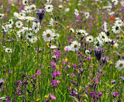 MW2 Acidic Soils Seed Mixture (100% Wildflowers)