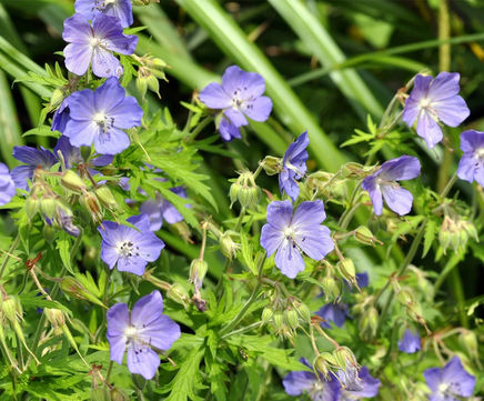 MW9 Calcareous Soils Seed Mixture (100% Wildflowers)